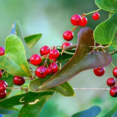 Rita And Family فندق مبيت وإفطار Loceri